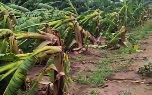 अनेक ठिकाणी अवकाळी वापसानं हजेरी लावली आहे. या वादळी वाऱ्यासह झालेल्या अवकाळी पावसामुळं केळीच्या बागांचं मोठं नुकसान झालं आहे.
