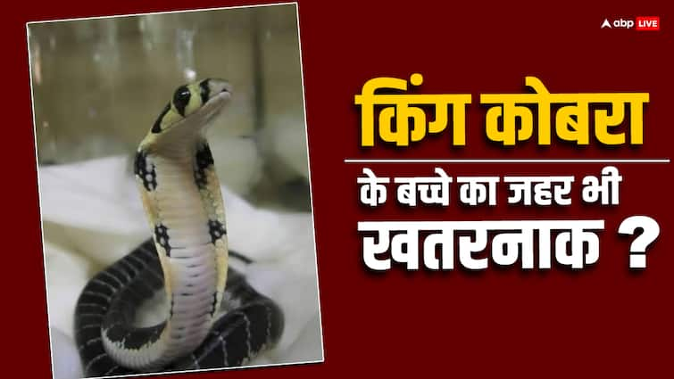 Is even a baby king cobra poisonous How dangerous is its poison Baby King Cobra: क्या किंग कोबरा का बच्चा भी होता है जहरीला, जानें इसका जहर कितना खतरनाक