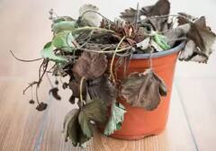 Vastu Tips: આ વસ્તુ ખરાબ થાય બાદ ભૂલથી પણ ન રાખો ઘરમાં આર્થિક નુકસાન સાથે નોતરશે આ મુશ્કેલી