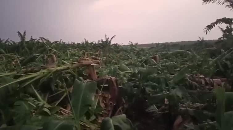 Banana crop damaged in Karmala taluk Due to unseasonal rain Ujani Dam farmers agriculture news अवकाळीचा दणका, उजनी काठावरील बळीराजाला फटका, केळीच्या बागा जमीनदोस्त, कोट्यावधी रुपयांचं नुकसान 