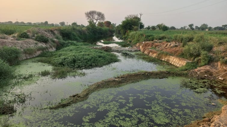 aligarh news Encroachment and filth in Carbon River aligarh when will cleaning happen ann Aligarh News: अस्तित्व लड़ाई लड़ रही अलीगढ़ की कर्बन नदी, प्रशासन की अनदेखी का बनी शिकार, आखिर कब होगा जीर्णोद्धार?