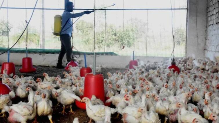 First humans Bird Flu case in Australia claims infection confirmed in india Bird Flu News Case : इंसानों में 'बर्ड फ्लू' संक्रमण का पहला मामला आया सामने, भारत में हुआ था संक्रमण! पढ़िए पूरी खबर