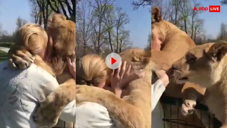 lion with woman seen having fun with two lionesses in the zoo video viral Video: महिला पर खतरनाक शेरनियों ने खूब लुटाया प्यार, वीडियो देखकर यकीन नहीं कर पाएंगे आप