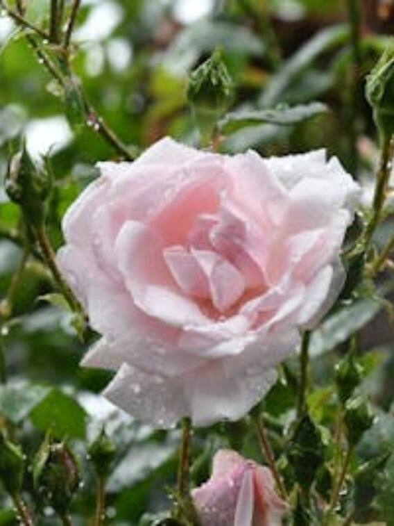 गुलाब की खेती कर बनें मालामाल