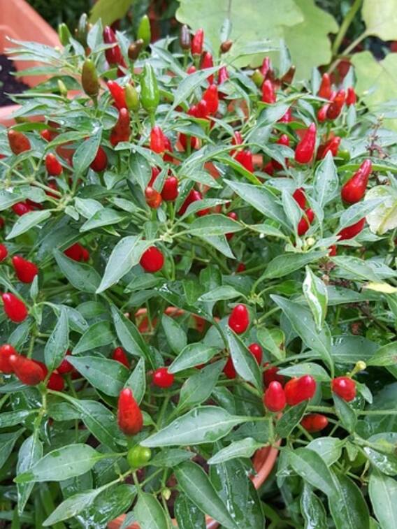 घर पर लगाएं हरी मिर्च का पौधा