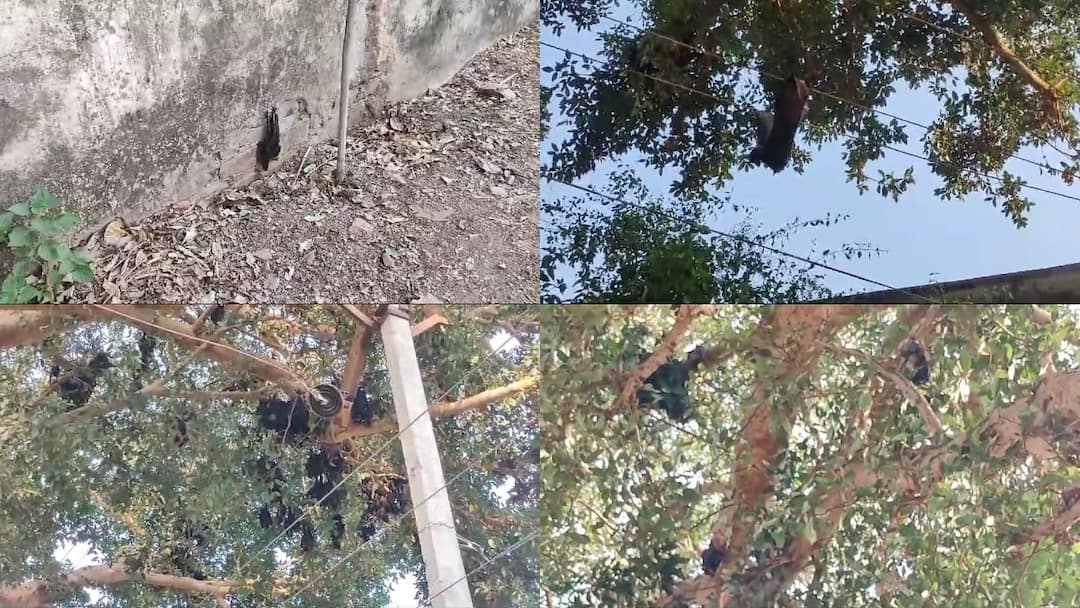 राजस्थान के डूंगरपुर में 300 चमगादड़ों की मौत से हड़कंप, जताई गई ये आशंका Udaipur 300 bats died due to scorching Rajasthan heat in Dungarpur ANN राजस्थान के डूंगरपुर में 300 चमगादड़ों की मौत से हड़कंप, जताई गई ये आशंका