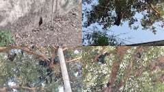 राजस्थान के डूंगरपुर में 300 चमगादड़ों की मौत से हड़कंप, जताई गई ये आशंका