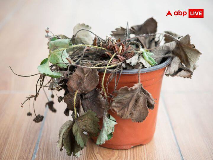 सूखे पेड़-पौधे: घर के पेड़-पौधे जब सूख जाए तो इसे हटाकर नया पौधा लगाएं. क्योंकि सूखे हुए पेड़-पौधों से बुध ग्रह खराब होते हैं और इससे आपकी बुद्धि खत्म होने लगती है.