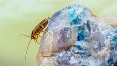 Cockroach: धरती पर कॉकरोच सबसे पुराना कीट, हर स्थिति में खुद को रख सकता है जिंदा