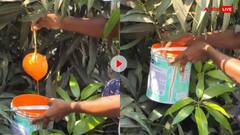 नहीं देखी होगी आम पकाने की ऐसी निंजा टेक्निक, एक सेकेंड में पीला हो गया हरा आम