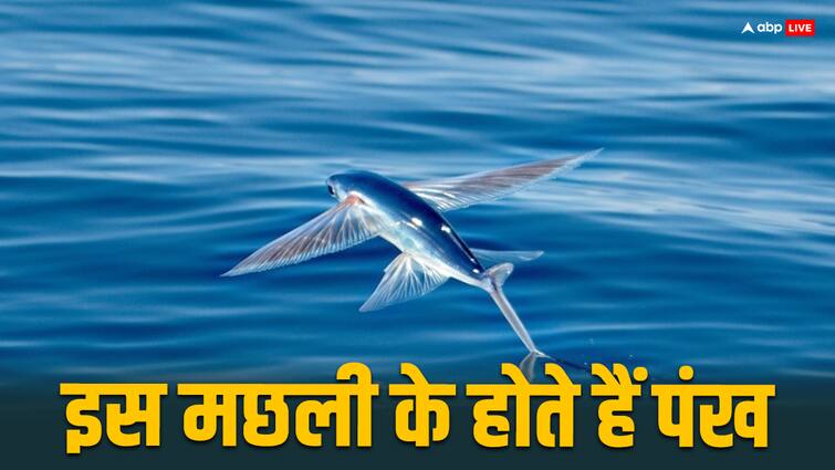 Can this fish also fly in the air Where are flying fish found Flying Fish: हवा में उड़ भी सकती है ये मछली? कई फीट तक उड़कर ही चली जाती है...