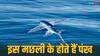 Flying Fish: हवा में उड़ भी सकती है ये मछली? कई फीट तक उड़कर ही चली जाती है...