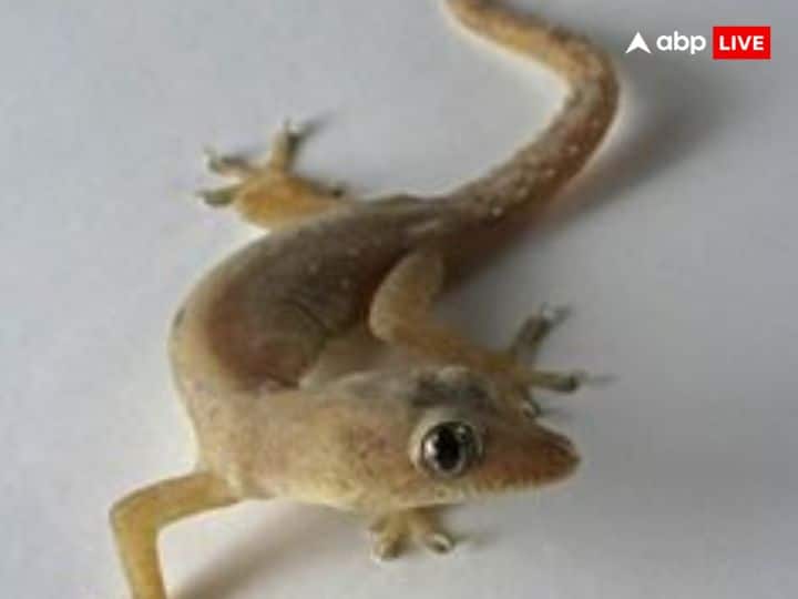 गर्मी के मौसम में अक्सर लोगों को अपने घरों में छिपकली नजर आ जाती है.जानते हैं अगर छिपकली आपके सिर पर गिरती है तो इसका क्या अर्थ होता है.