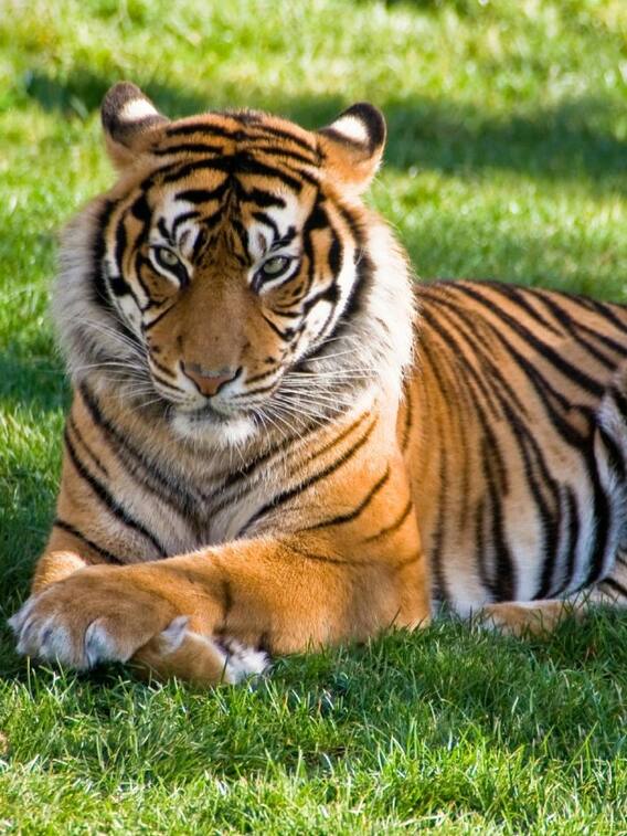 किस शहर को कहा जाता है टाइगर कैपिटल ऑफ इंडिया?