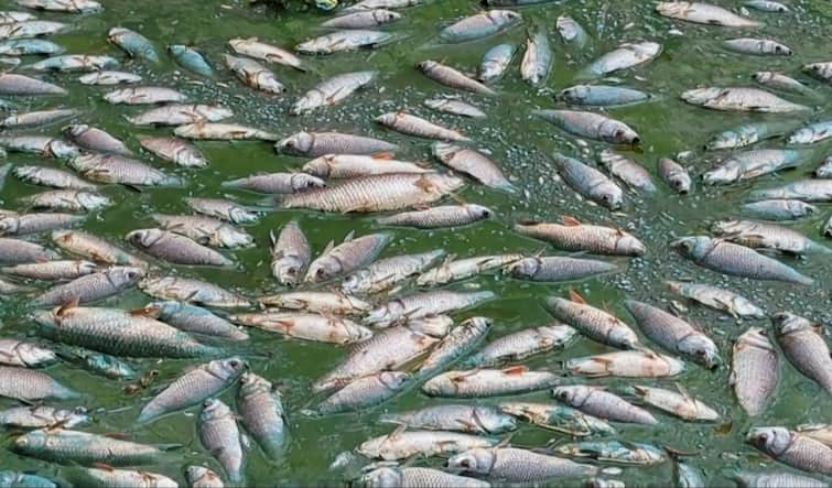 Krishnagiri KRP Dam fish Dead  floating shocking thesis - TNN கேஆர்பி அணையில் செத்து மிதக்கும் மீன்கள்; இறப்புக்கு காரணம் என்ன? - அதிர்ச்சி தரும் ஆய்வறிக்கை