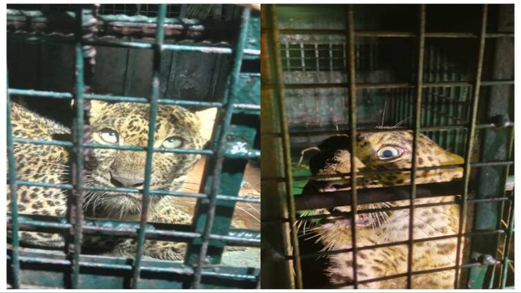 Tirunelveli news Two more leopards trapped in cages near Papanasam - TNN அடுத்தடுத்து கூண்டில் சிக்கிய சிறுத்தைகள் - பதற்றத்தில் பாபநாசம் மக்கள்