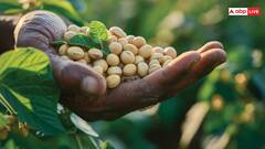 क्या है गोल्डन बीन, जिसकी खेती से गजब का मुनाफा कमा सकते हैं किसान