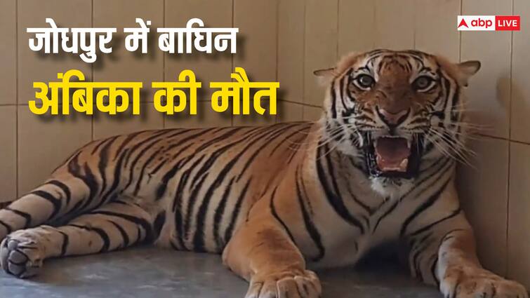 Rajasthan Tigress Ambika dies in Jodhpur Machiya Safari Park ANN Rajasthan: रात में सोई...फिर सुबह नहीं उठी अंबिका, जोधपुर के माचिया सफारी पार्क में बाघिन की मौत