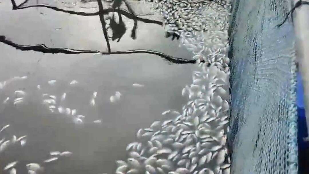 Kerala: ఉన్నట్టుండి నల్లగా మారిన నదిలోని నీళ్లు, వందలాది చేపలు మృతి - విషం కలిసిందా? Hundreds Of Dead Fishes Found In Periyar River Know the Reason Kerala: ఉన్నట్టుండి నల్లగా మారిన నదిలోని నీళ్లు, వందలాది చేపలు మృతి - విషం కలిసిందా?