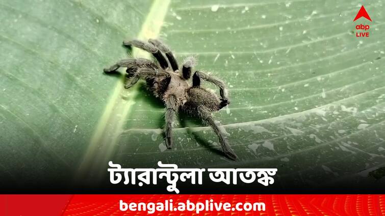 West Midnapore Tarantula Fear Allegedly the forest department did not help West Midnapore: ঘরময় ছুটে বেড়াচ্ছে ট্যারান্টুলা, আতঙ্কে দাঁতনের পরিবার