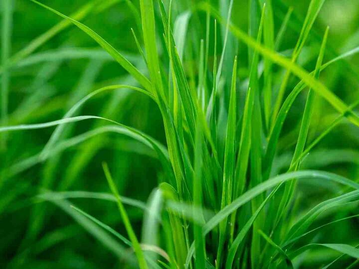 ਇਸ ਤੋਂ ਇਲਾਵਾ ਇਸ ਵਿਚ ਐਂਟੀ-ਵਾਇਰਲ, ਐਂਟੀ-ਮਾਈਕ੍ਰੋਬਾਇਲ, ਐਂਟੀ-ਇੰਫਲੇਮੇਟਰੀ ਅਤੇ ਐਂਟੀ-ਸੈਪਟਿਕ ਗੁਣ ਵੀ ਹੁੰਦੇ ਹਨ। ਇਹ ਬਲੱਡ ਸ਼ੂਗਰ ਨੂੰ ਕੰਟਰੋਲ ਕਰਨ ਤੋਂ ਲੈ ਕੇ ਪਾਚਨ ਸੰਬੰਧੀ ਸਮੱਸਿਆਵਾਂ ਨੂੰ ਦੂਰ ਕਰਨ ਤੱਕ ਹਰ ਚੀਜ਼ ‘ਚ ਫਾਇਦੇਮੰਦ ਮੰਨਿਆ ਜਾਂਦਾ ਹੈ। ਸੀਨੀਅਰ ਆਯੁਰਵੈਦਿਕ ਚਿਕਿਤਸਕ ਪ੍ਰੋਫ਼ੈਸਰ ਡਾ. ਵਿਨੈ ਖੁੱਲਰ ਨੇ ਦੱਸਿਆ ਕਿ ਦੁਰਵਾ ਘਾਹ ਦੀ ਤਸੀਰ ਠੰਡੀ ਹੁੰਦੀ ਹੈ। 