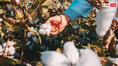 Farming: कैसे होती है कपास की खेती, जानें कितनी कमाई कर सकते हैं किसान