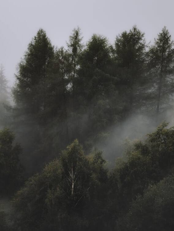 इस पेड़ की वजह से लगती है जंगलों में आग