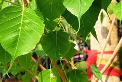 Vaishakh Purnima 2024: વૈશાખ પૂર્ણિમાના અવસરે આ સિદ્ધ ઉપાય અજમાવો, કામનાની થશે પૂર્તિ