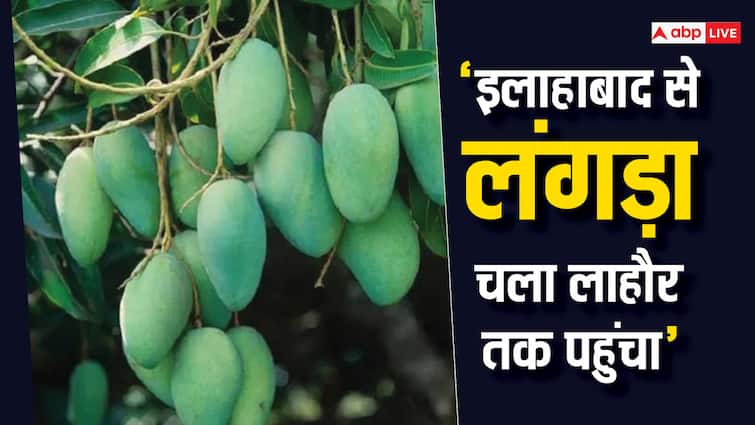 'इलाहाबाद से लंगड़ा चला लाहौर तक पहुंचा'... आम का वो किस्सा, जिसके बाद पाकिस्तान से अकबर के पास आया ये मैसेज Langra mango is famous all over the world know where this name and mango come from 'इलाहाबाद से लंगड़ा चला लाहौर तक पहुंचा'... आम का वो किस्सा, जिसके बाद पाकिस्तान से अकबर के पास आया ये मैसेज