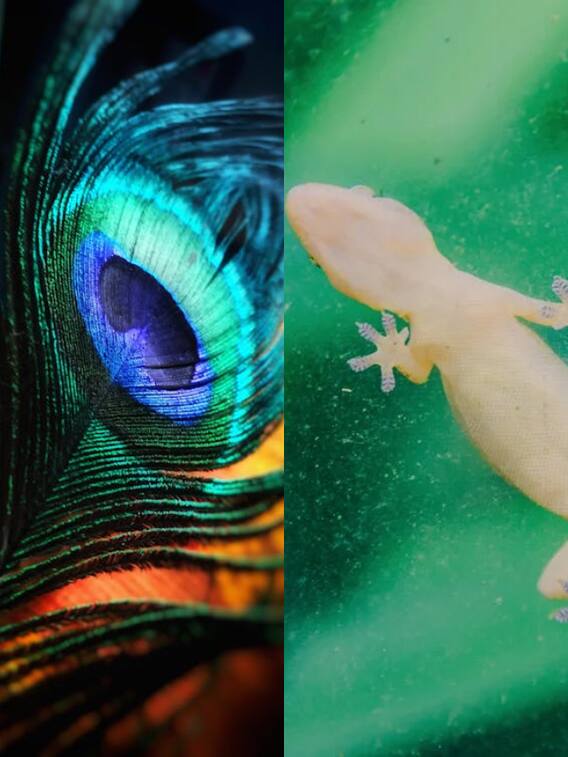 मोर का पंख देखकर क्यों भाग जाती है छिपकली?