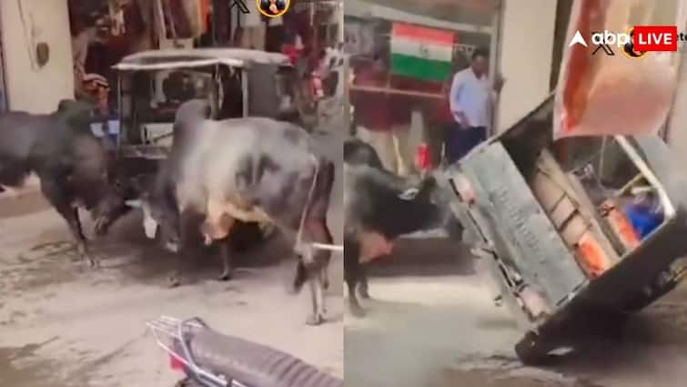 two bulls were fighting with each other suddenly auto rickshaw hit them video gets viral on social media 'आ बैल मुझे मार' कहावत को ऑटो ड्राइवर ने कर दिया सच, बैलों से भिड़ना पड़ गया भारी- देखें वीडियो
