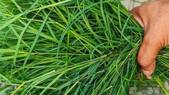 Grass Benefits: ਕਈ ਬਿਮਾਰੀਆਂ ਨੂੰ ਜੜੋਂ ਵੱਢ ਸੁਟਦੀ ਹੈ ਇਹ ਘਾਹ, ਜਾਣੋ ਵਰਤੋਂ ਦਾ ਸਹੀ ਤਰੀਕਾ