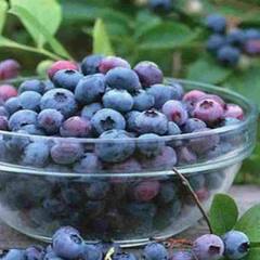 Phalsa Fruit : ਆਹ ਫਲ ਗਰਮੀਆਂ ਦੇ ਮੌਸਮ 'ਚ ਹੈ ਬੜਾ ਫਾਇਦੇਮੰਦ ਬਚਾਉਂਦਾ ਹੈ ਹੀਟ ਸਟ੍ਰੋਕ ਤੋਂ
