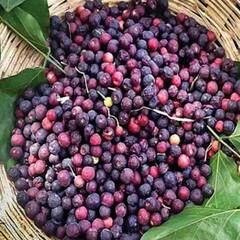 Phalsa Fruit : ਆਹ ਫਲ ਗਰਮੀਆਂ ਦੇ ਮੌਸਮ 'ਚ ਹੈ ਬੜਾ ਫਾਇਦੇਮੰਦ ਬਚਾਉਂਦਾ ਹੈ ਹੀਟ ਸਟ੍ਰੋਕ ਤੋਂ
