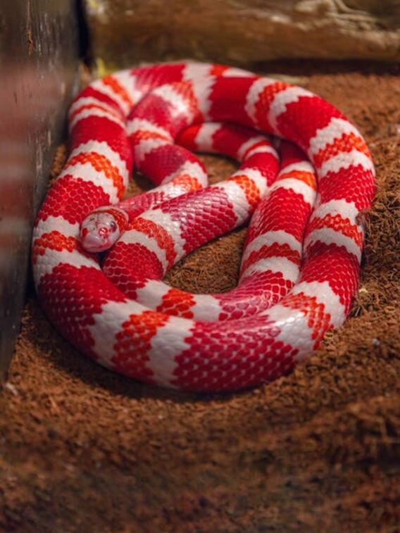 ये बड़े सांप इंसान को जिंदा निगल जाते हैं