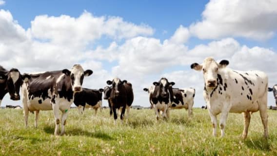 ਡੇਅਰੀ ਫਾਰਮ ਲਾਉਣ ਤੋਂ ਪਹਿਲਾਂ ਜਾਣ ਲਓ ਇਹ ਜ਼ਰੂਰੀ ਗੱਲਾਂ !