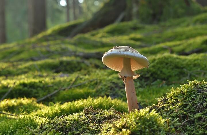 सही वातावरण: मशरूम की खेती के लिए ऐसे स्थान का चयन करें जो थोड़ा ठंडा रहता हो.