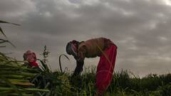 Weather Alert: আজ রাজ্যের সব জেলায় বৃষ্টির পূর্বাভাস, বাংলায় কি আছড়ে পড়বে ঘূর্ণিঝড় রেমাল ?