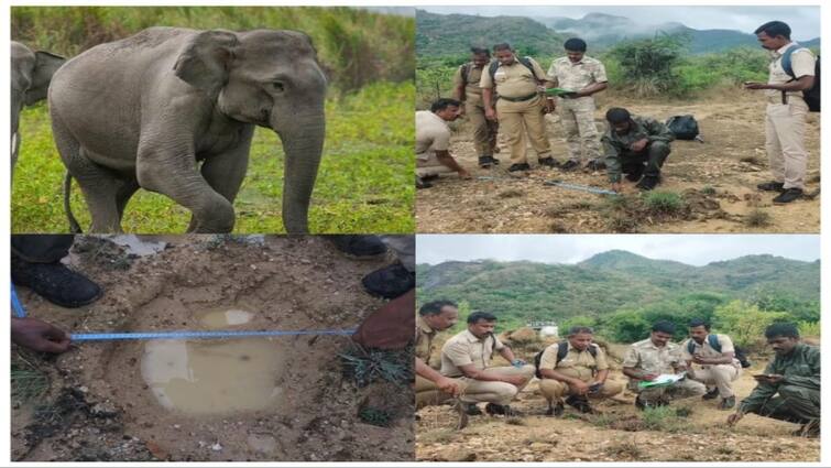 Tirunelveli news elephant census has started in Agasthiyar Hill from today - TNN அகத்திய மலையில் இன்று முதல் தொடங்கியது யானைகள் கணக்கெடுப்பு பணி