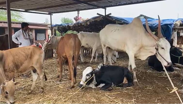 Animal breeders are worried due to the increase in the price of animal fodder in Parbhani marathwada  एका बाजूला दुष्काळाच्या झळा, तर दुसऱ्या बाजूला चाऱ्याच्या दराचे संकटं, पशुपालक अडचणीत