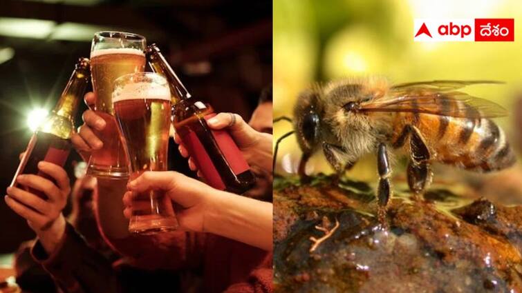 Get Stung And High With This Beer Made Using African Killer Bees details in Telugu African Killer Bees: తాగీ తాగగానే కిక్‌ ఇచ్చే తేనెటీగల బీర్‌, త్వరలోనే మార్కెట్‌లోకి - స్పెషాల్టీ ఇదే
