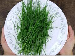 ਕਈ ਬਿਮਾਰੀਆਂ ਨੂੰ ਜੜੋਂ ਖਤਮ ਕਰਦੀ ਹੈ ਇਹ ਘਾਹ, ਜਾਣੋ ਵਰਤੋਂ ਦਾ ਸਹੀ ਤਰੀਕਾ