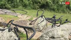 Optical Illusion : इस फोटो में सांप ढूंढकर बता दिया तो जीनियस हैं आप, 90 परसेंट लोग हो गए फेल