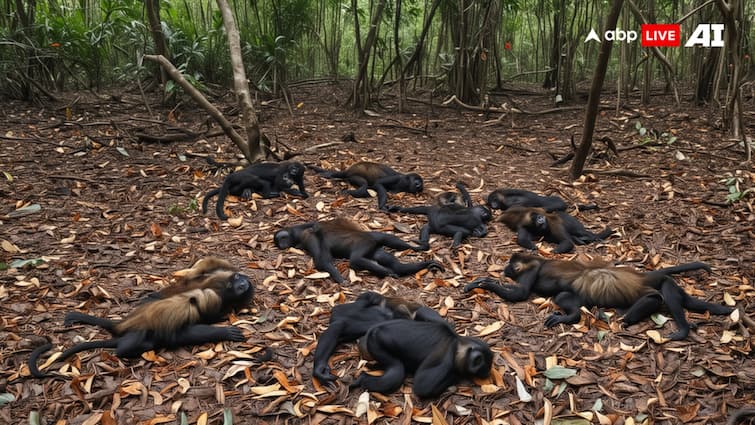 Monkeys Died In Mexico Temperature reaches 46 degrees Celsius in Mexico 138 monkeys died in heat Monkeys Died In Mexico: गर्मी का कहर, छह दिनों में 138 बंदरों की मौत, 46 डिग्री सेल्सियस पहुंचा तापमान
