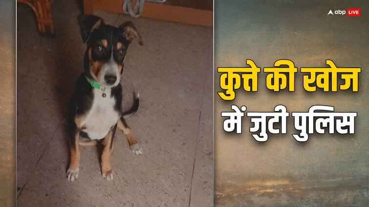 UP police Search Bareilly judge Dog and questioned many people ANN जज साहब का कुत्ता तलाश रही है यूपी पुलिस, कई लोगों को हिरासत में लेकर की पूछताछ