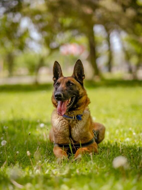 कुत्ते गर्मियों में जीभ लटका कर क्यों हांफता हैं?