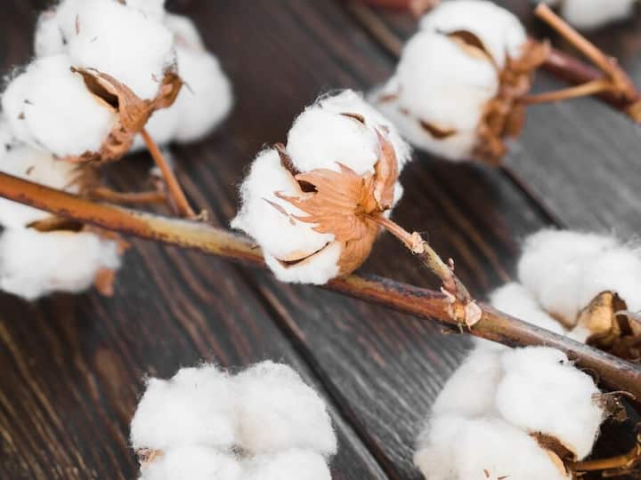 कपास की खेती के लिए अच्छी जल निकास वाली बलुई दोमट या मध्यम काली मिट्टी चुनी जाती है.