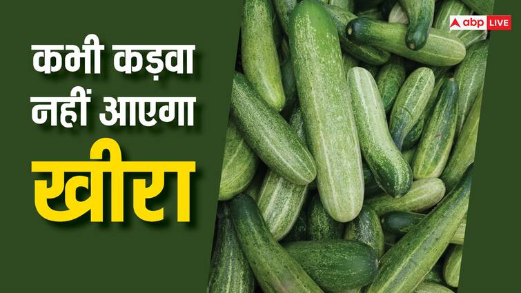 Easy Trick to Identify Bitter Cucumbers While Shopping Home Tips: बस एक नजर देखकर ही बता देंगे खीरा कड़वा है या नहीं, खरीदते वक्त आजमा लेना यह ट्रिक