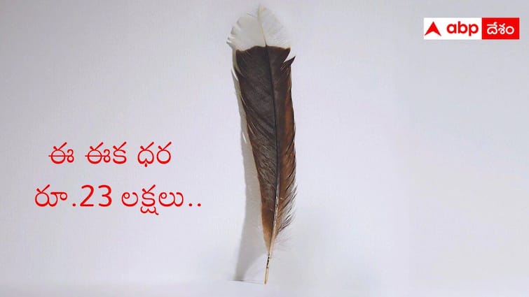 New Zealands Extinct Huia Bird Feather Auctioned For ₹ 23 Lakh Bird Feather: వేలంలో రూ.23 లక్షల ధర పలికిన పక్షి ఈక, అందులో అంత స్పెషల్ ఏముంది?