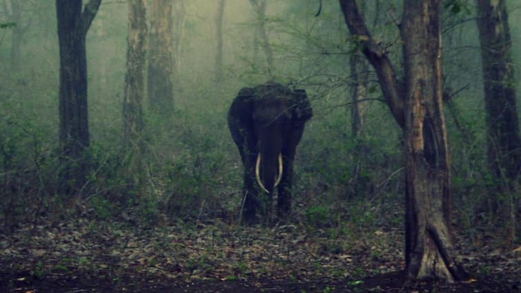 Security Guard Trampled To Death By Wild Elephant At Coimbatore's Bharathiar University